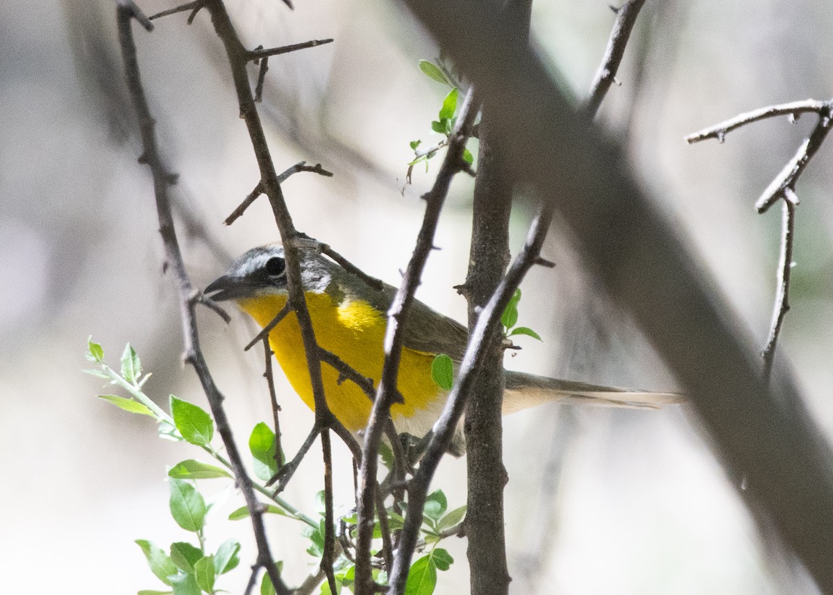 Yellow-breasted Chat - ML619619243