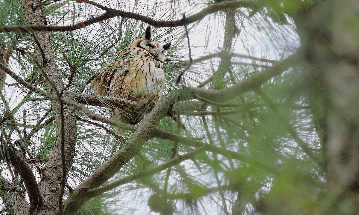 Striped Owl - ML619619317