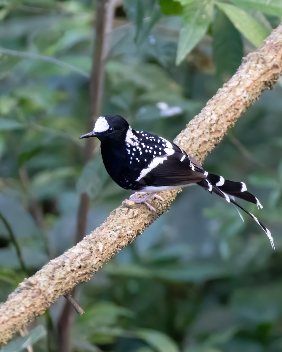 Spotted Forktail - ML619619353