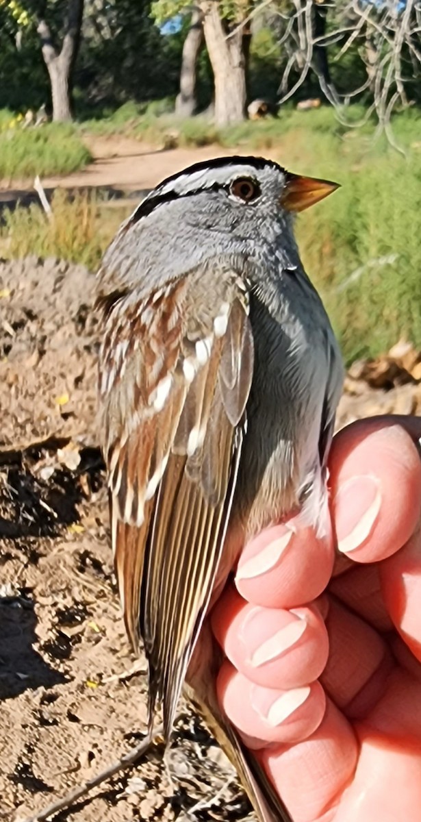 White-crowned Sparrow (Gambel's) - ML619619393