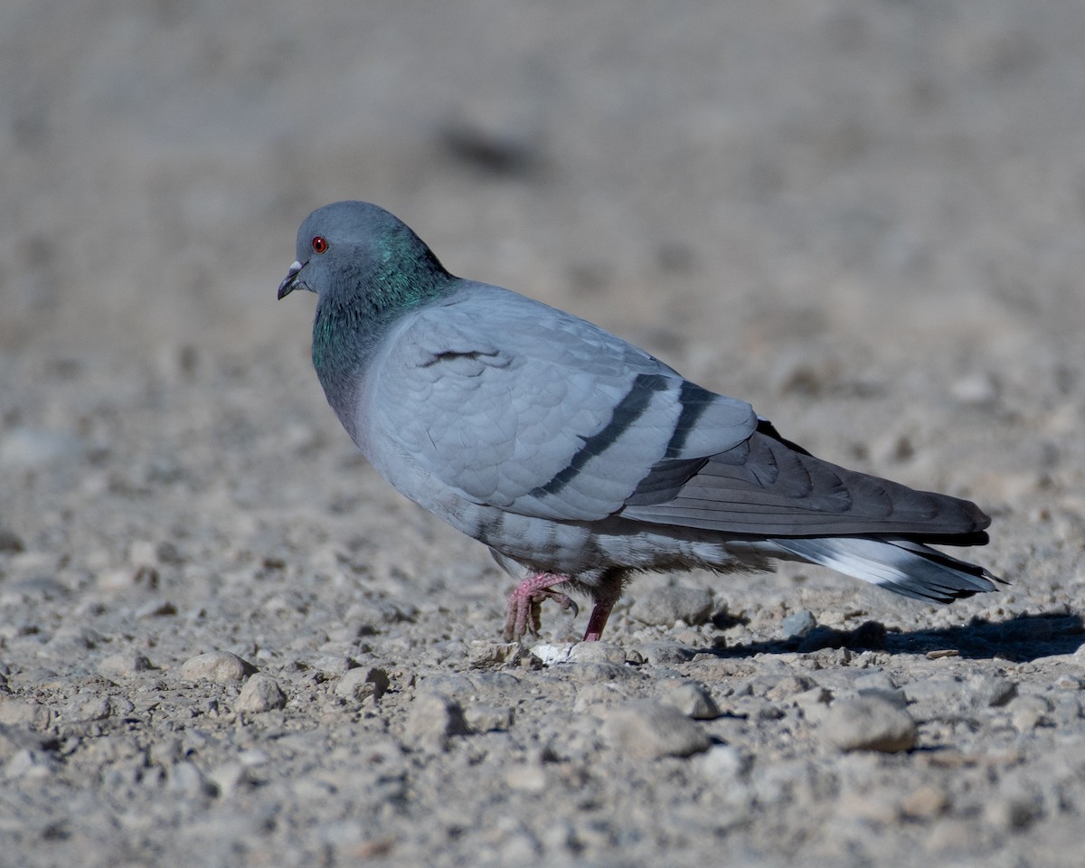 Pigeon des rochers - ML619619398