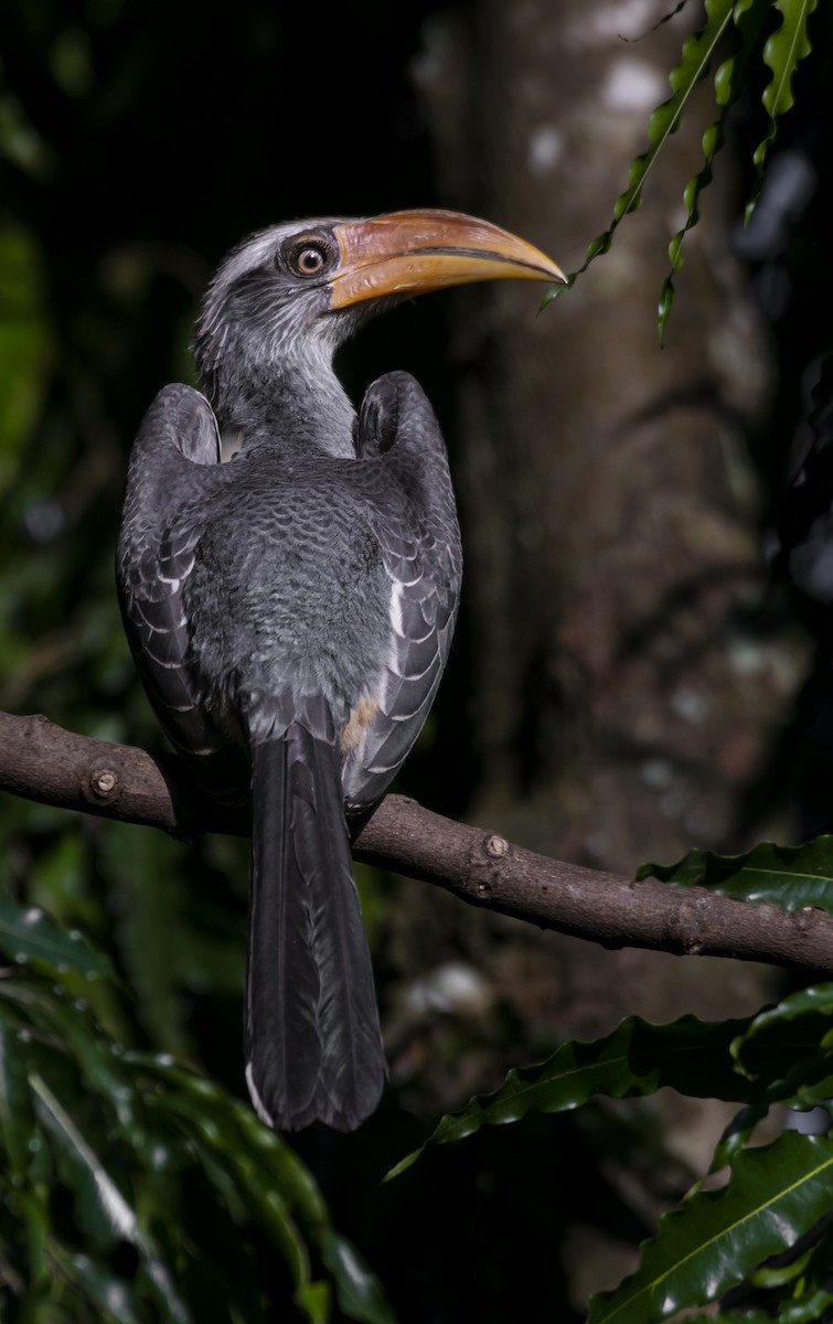Malabar Gray Hornbill - ML619619418
