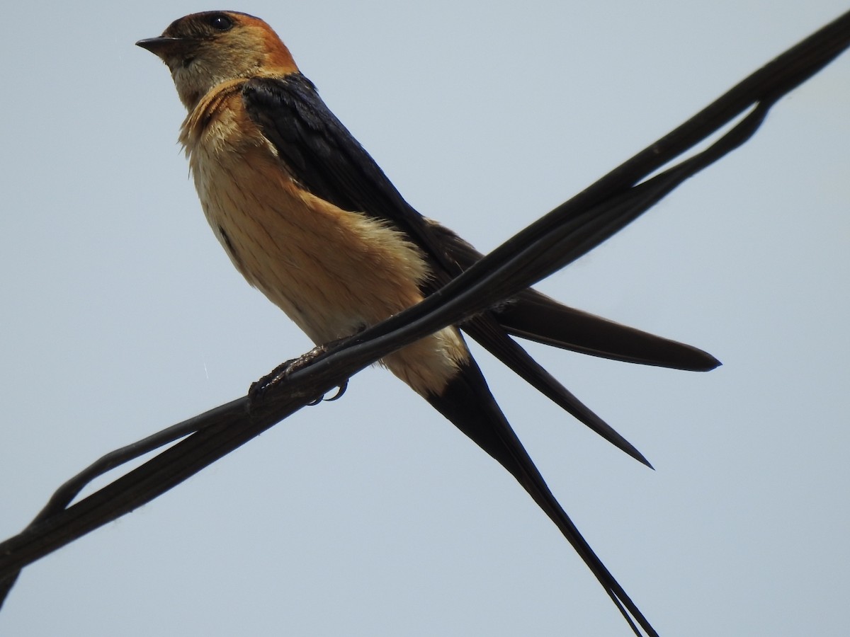 Red-rumped Swallow - ML619619448