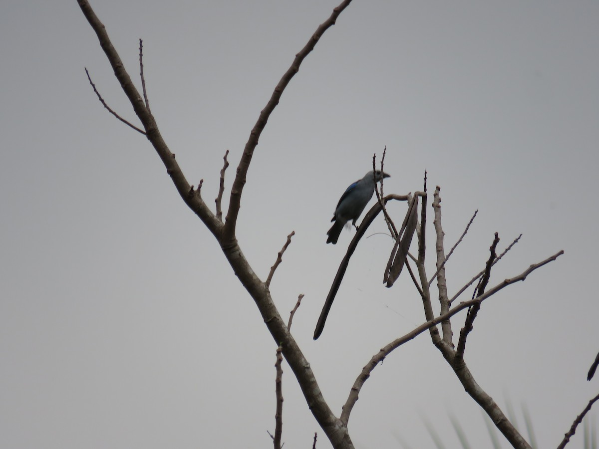 Blue-gray Tanager - ML619619700