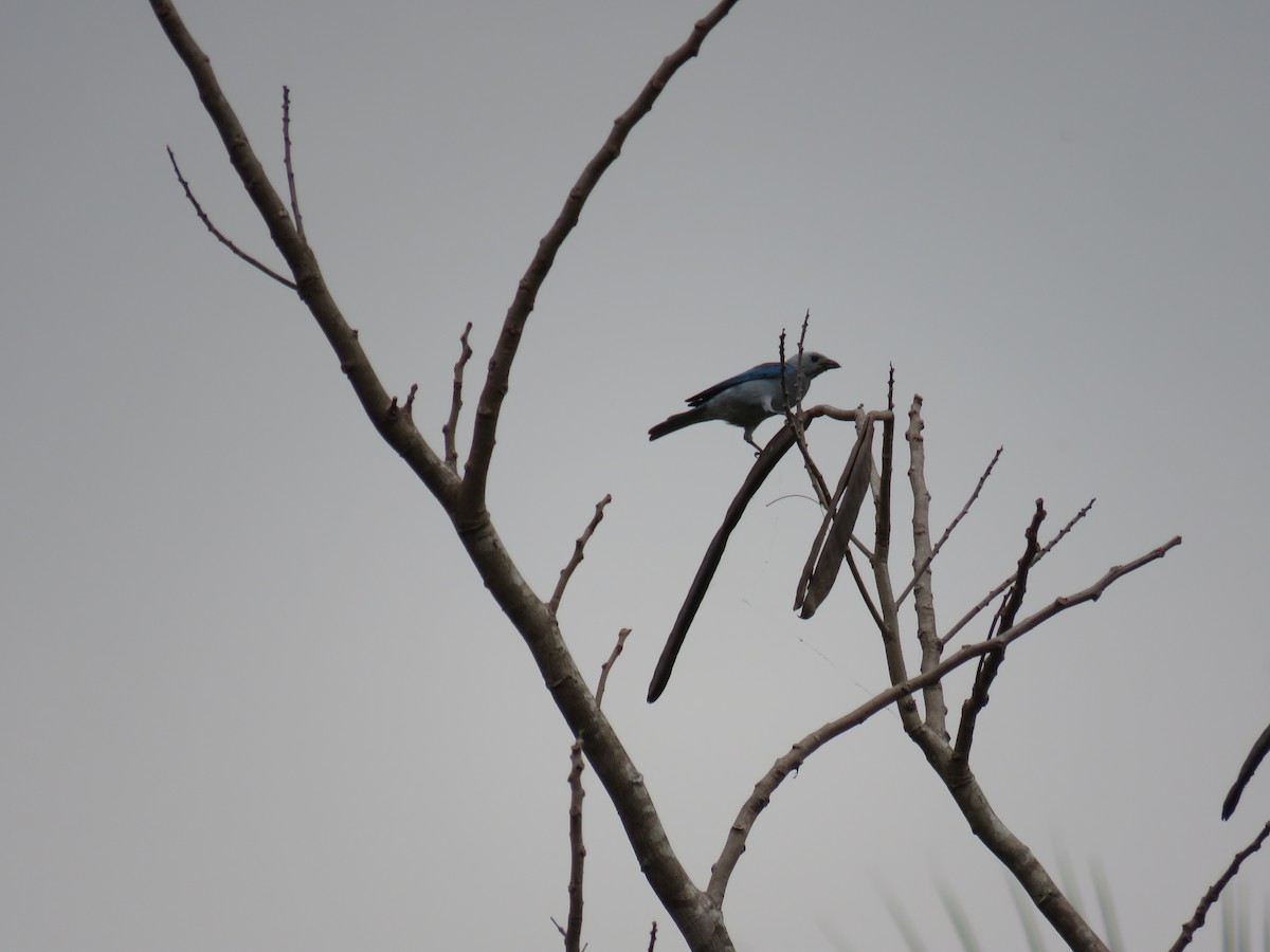 Blue-gray Tanager - ML619619705