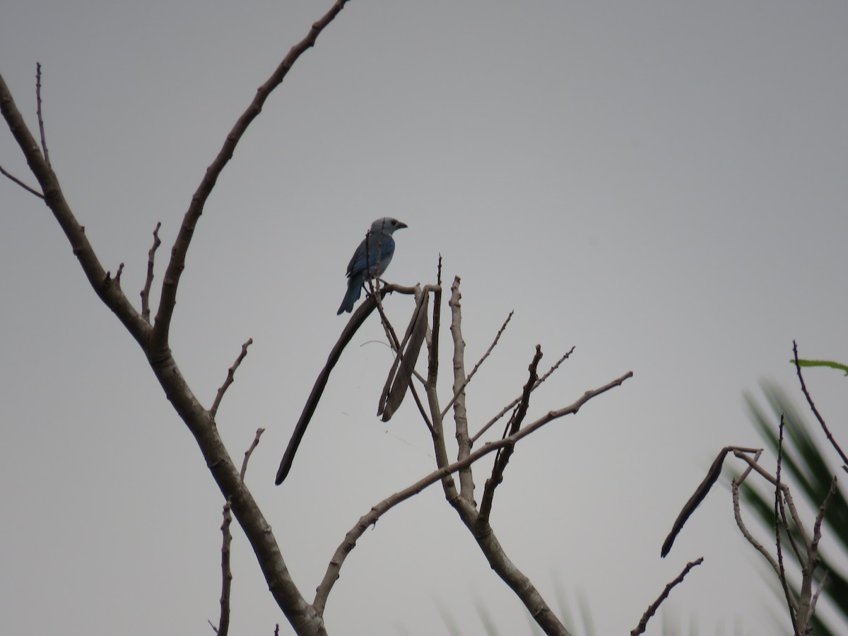 Blue-gray Tanager - ML619619726