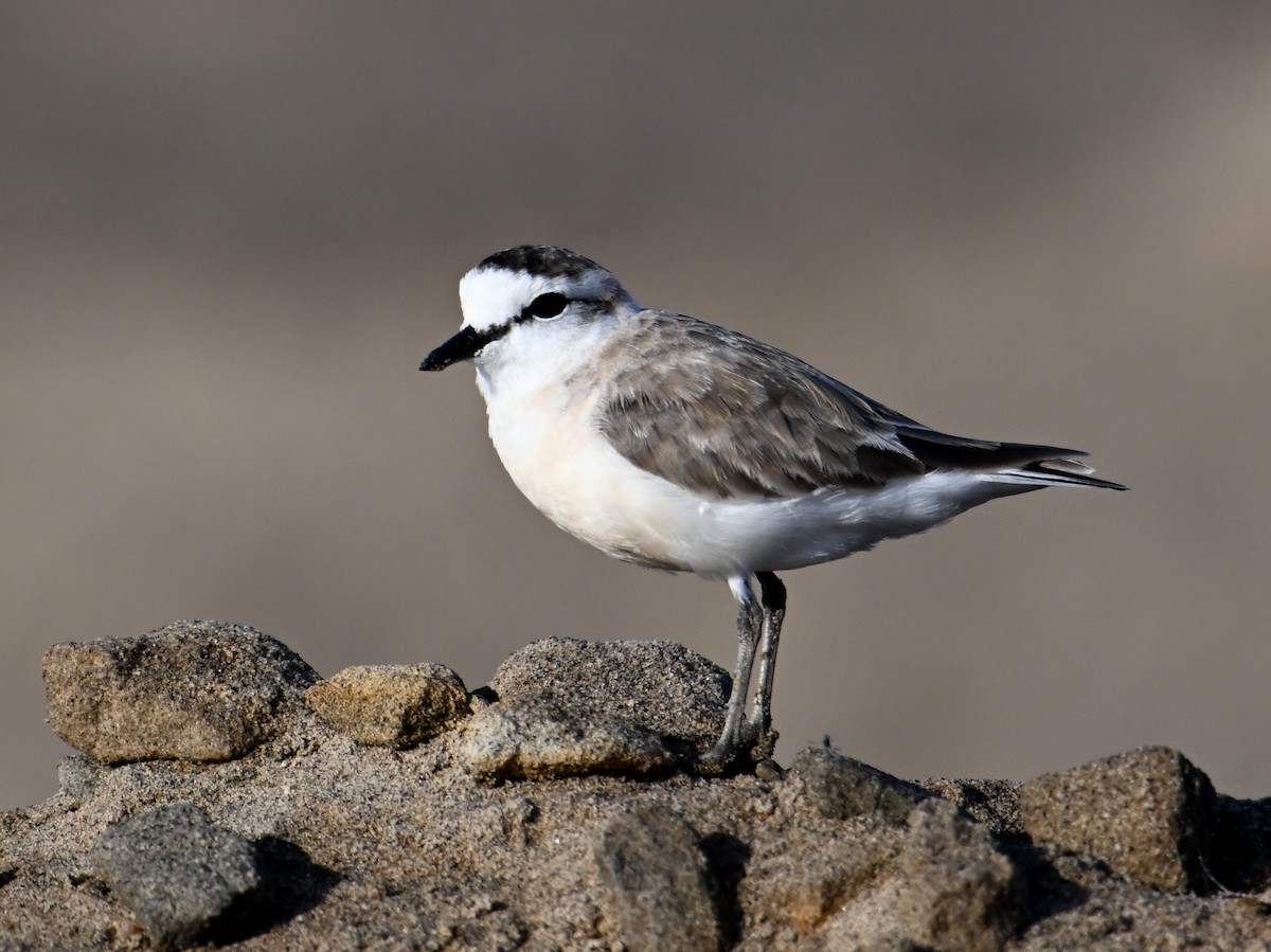 White-fronted Plover - ML619619789
