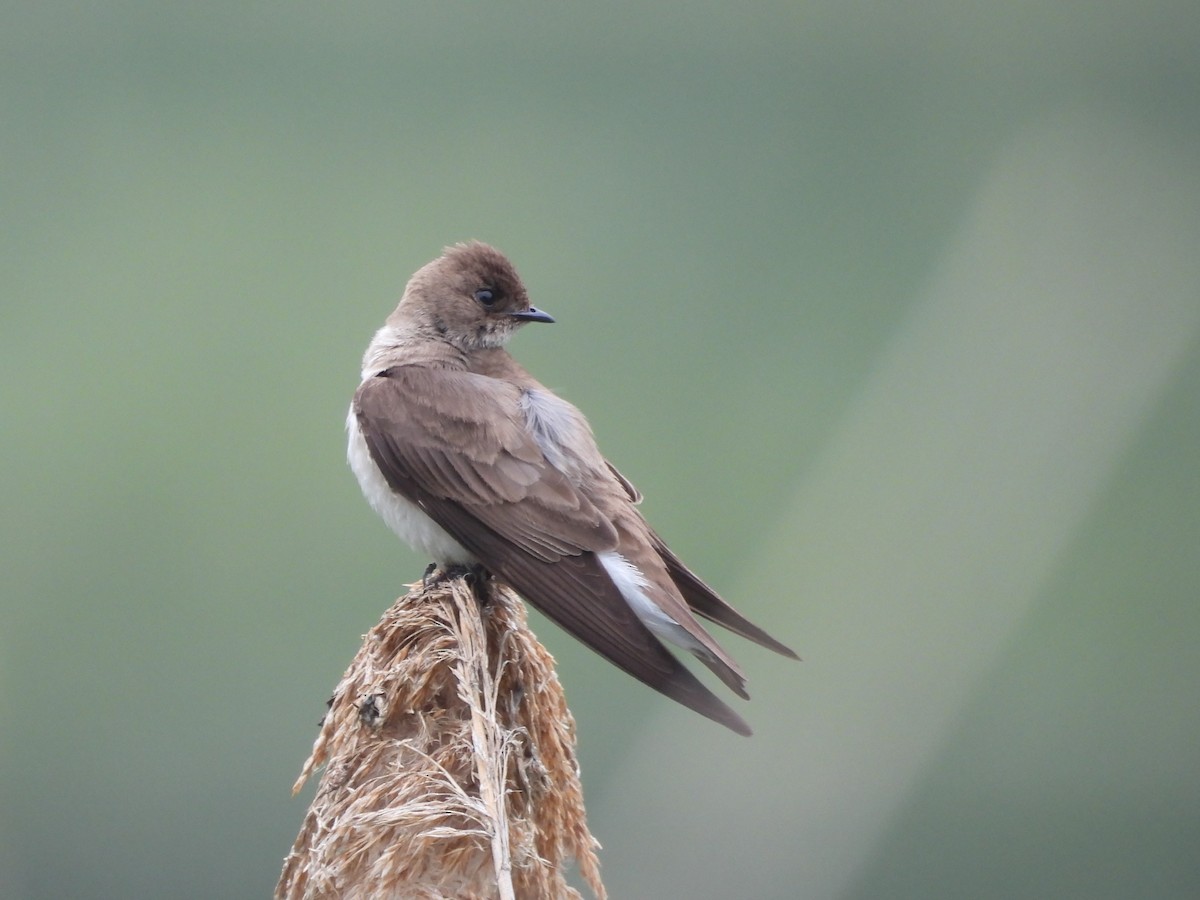 Northern Rough-winged Swallow - ML619619841