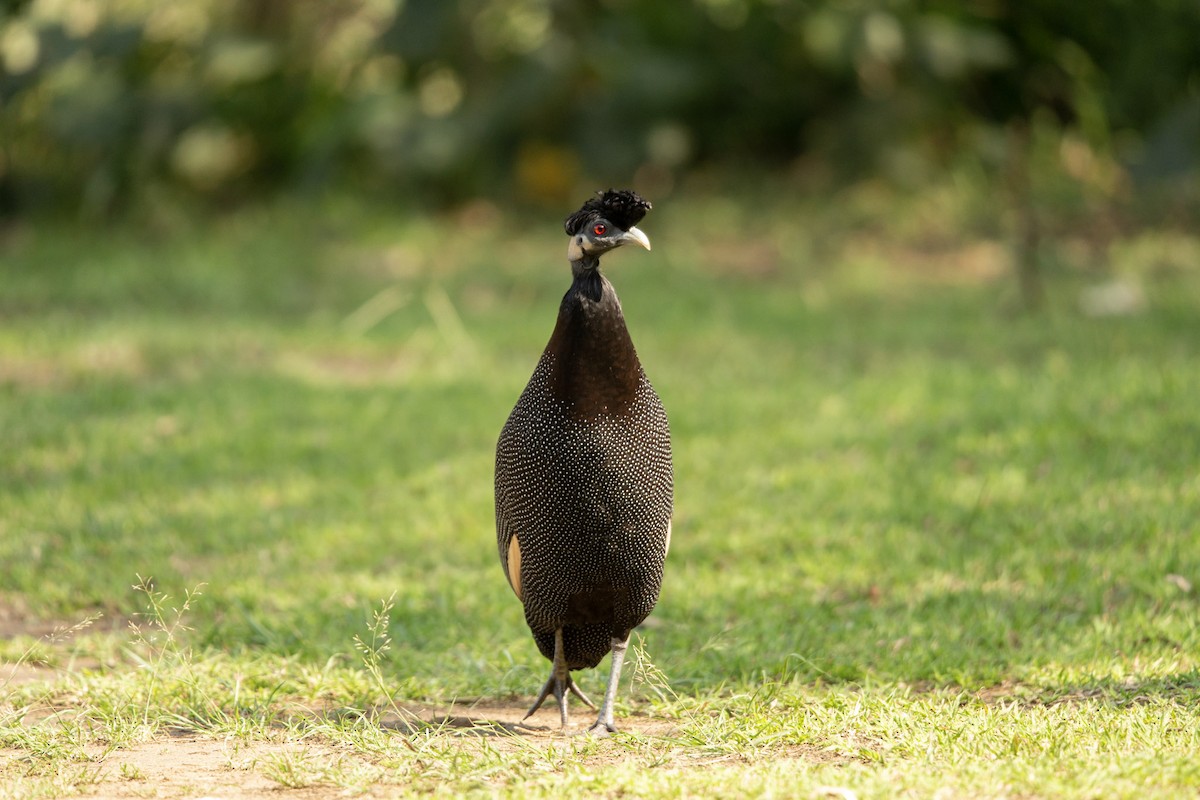 Southern Crested Guineafowl - ML619619851