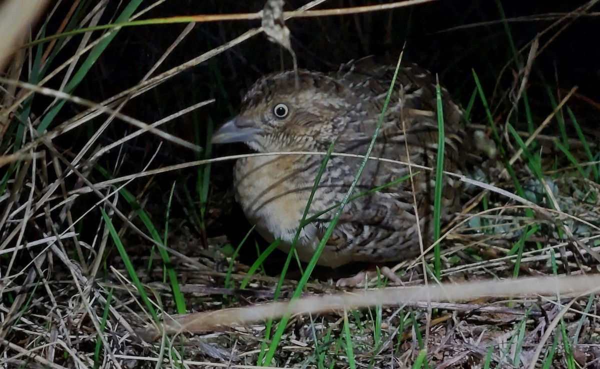 Red-chested Buttonquail - ML619619899