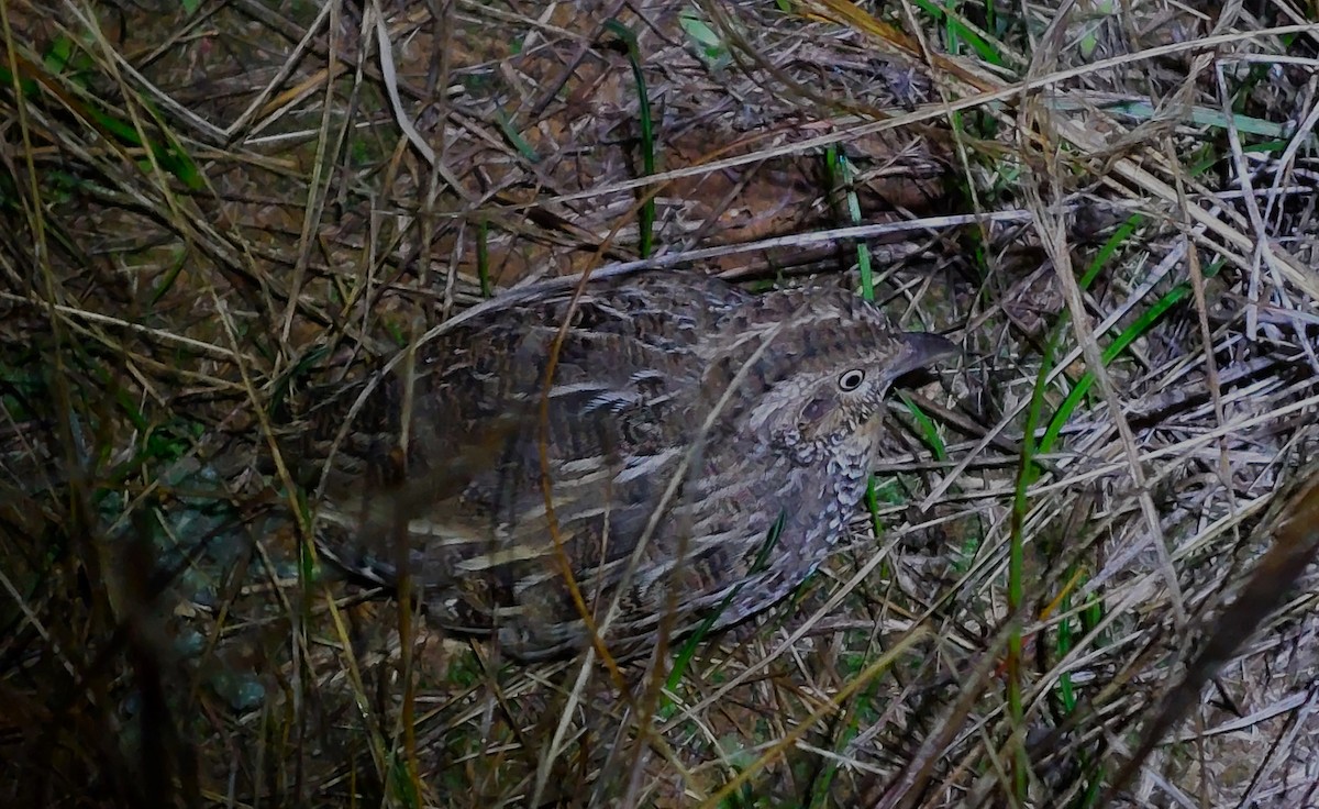 Red-chested Buttonquail - ML619619914