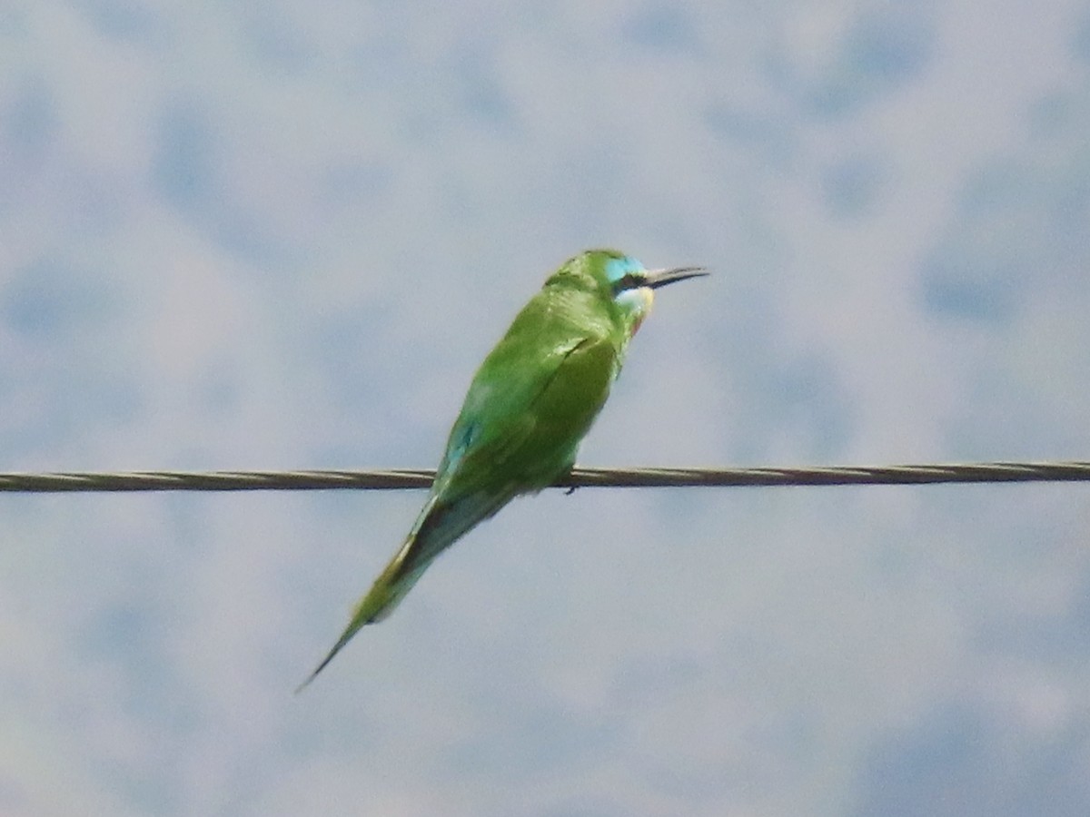 Blue-cheeked Bee-eater - ML619619959
