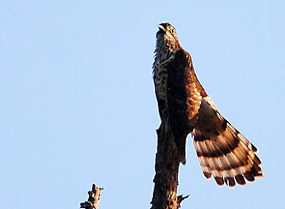 Large Hawk-Cuckoo - Choy Wai Mun