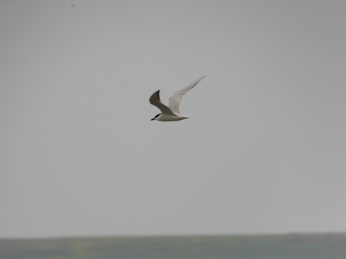 Gull-billed Tern - ML619620046