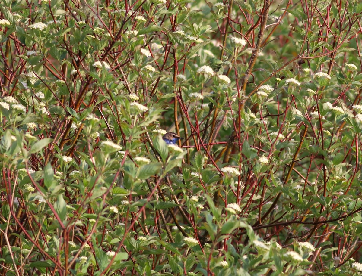 Bluethroat (White-spotted) - ML619620099