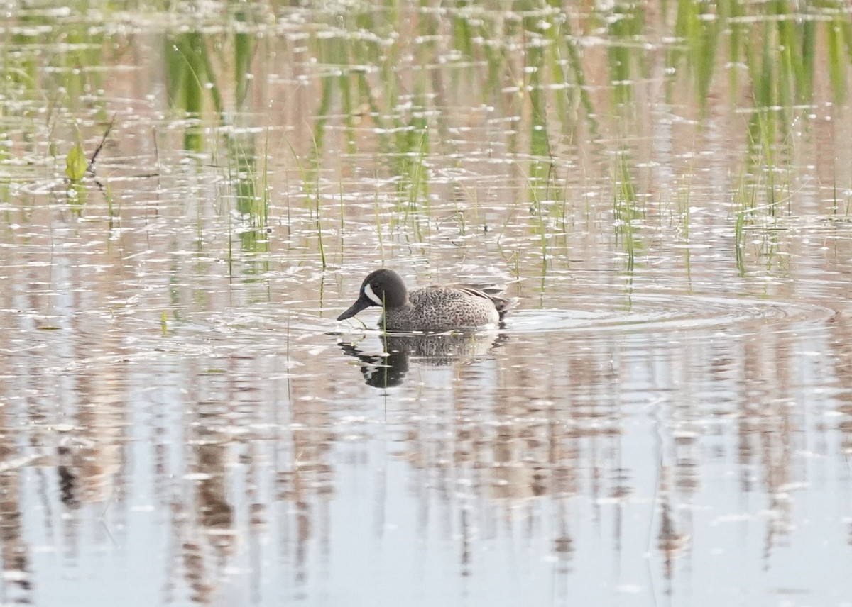Blue-winged Teal - ML619620113