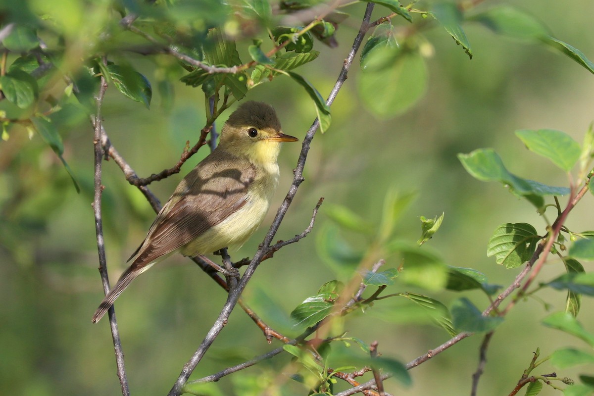 Melodious Warbler - ML619620205