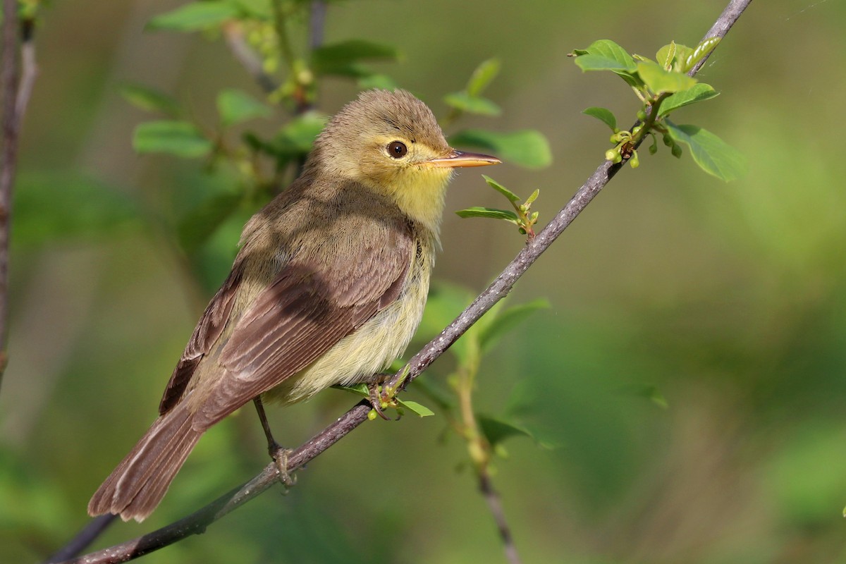 Melodious Warbler - ML619620207