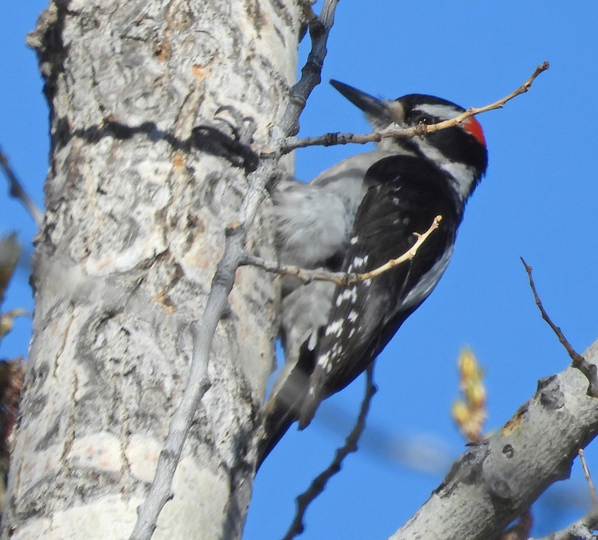 Hairy Woodpecker (Rocky Mts.) - ML619620208