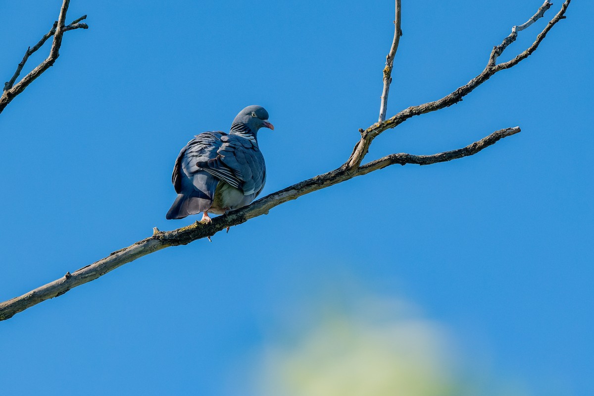 Common Wood-Pigeon - ML619620218