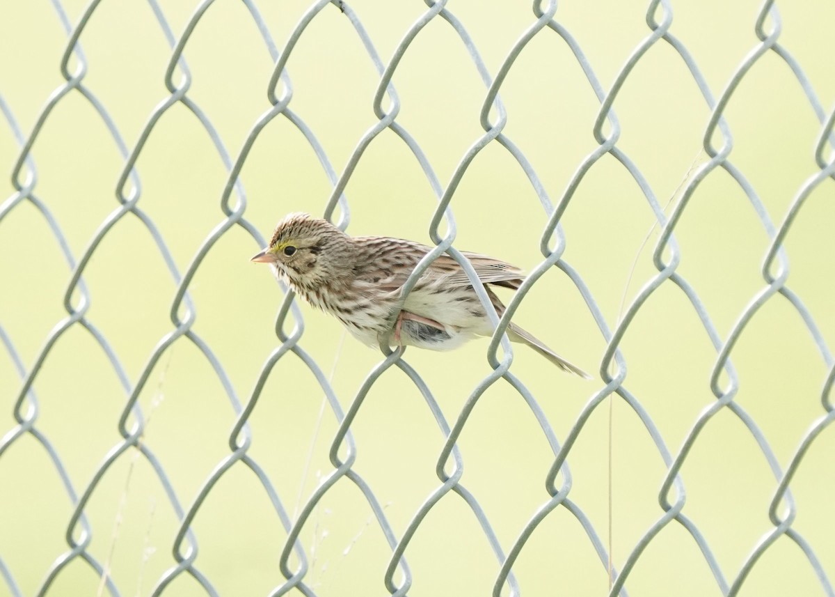 Savannah Sparrow - ML619620223