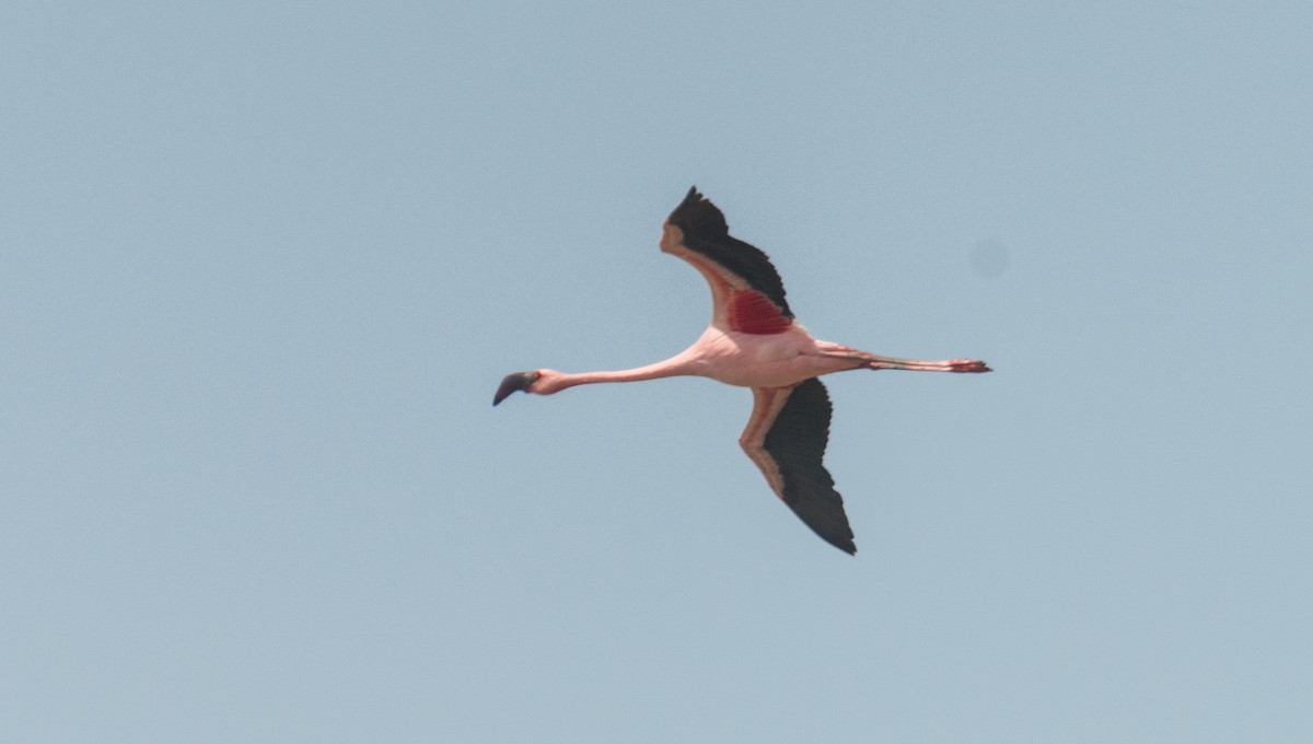 Lesser Flamingo - ML619620275