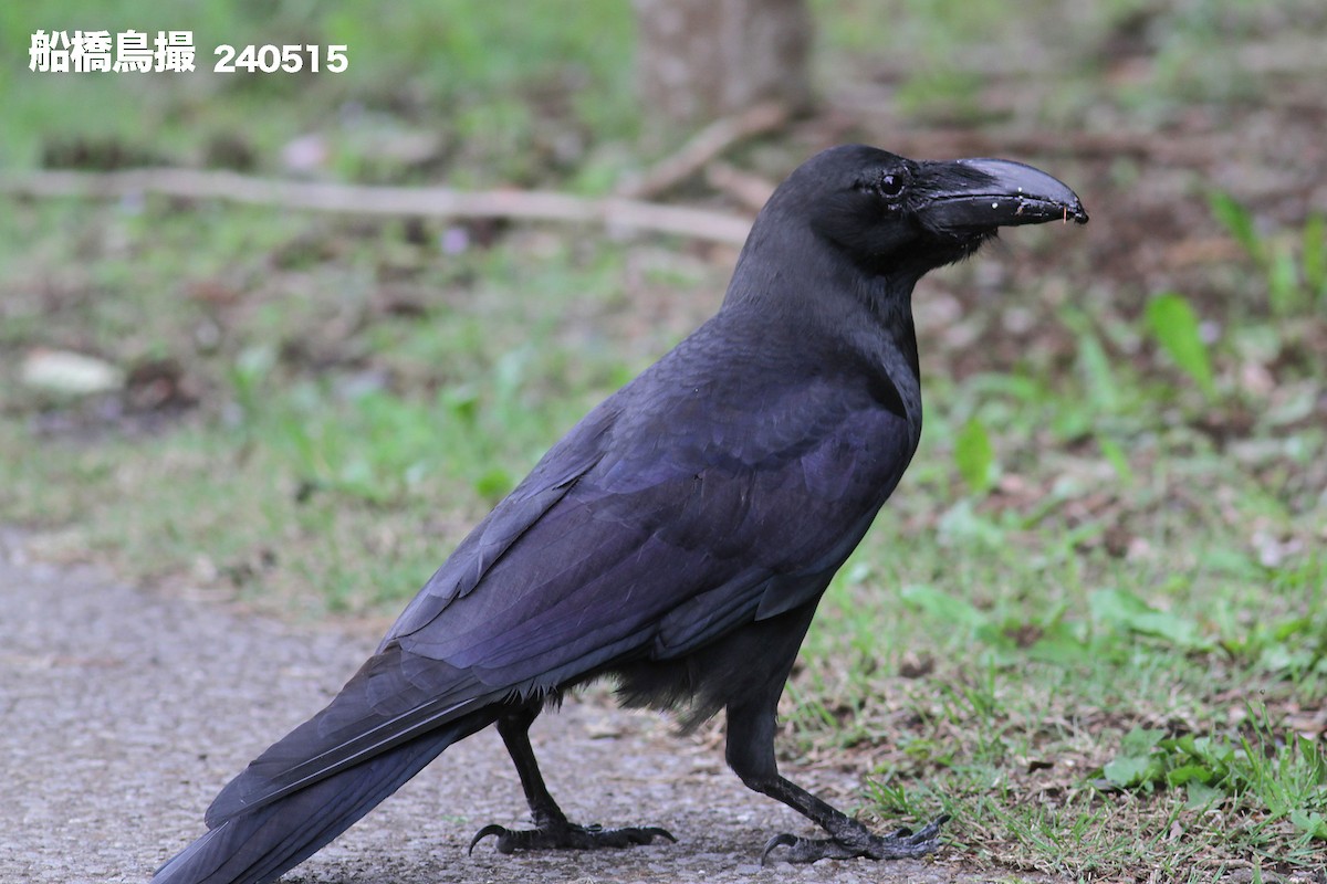 Large-billed Crow - ML619620286