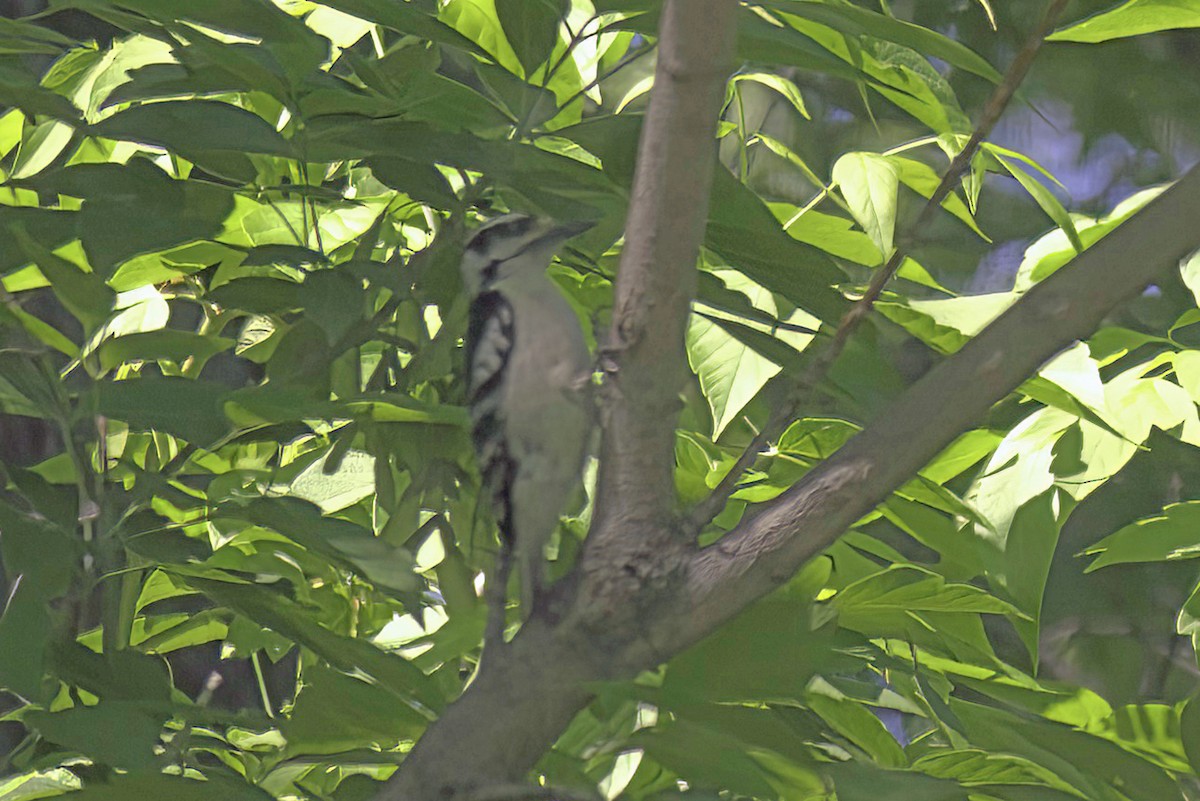 Hairy Woodpecker - ML619620309