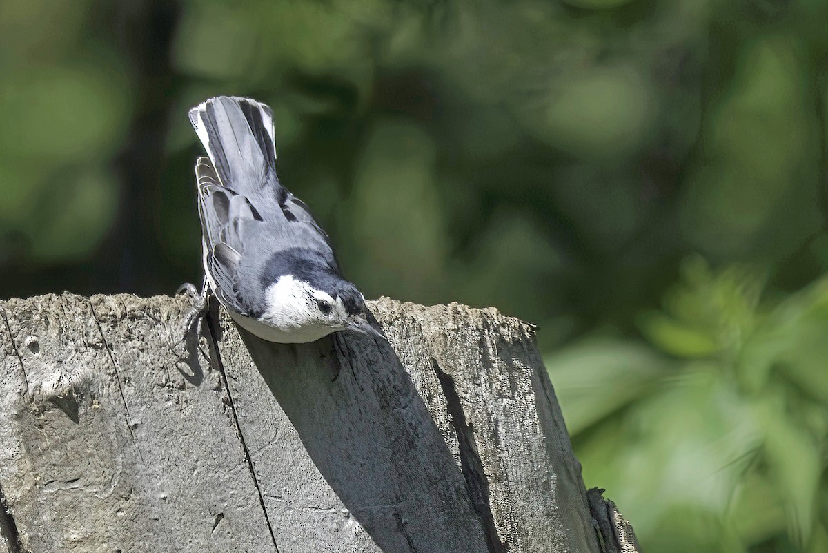 White-breasted Nuthatch - ML619620344