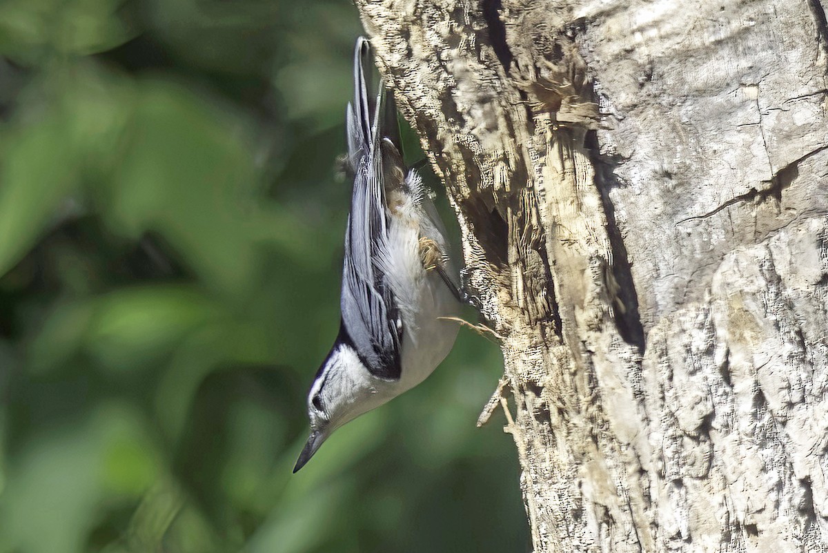 White-breasted Nuthatch - ML619620345