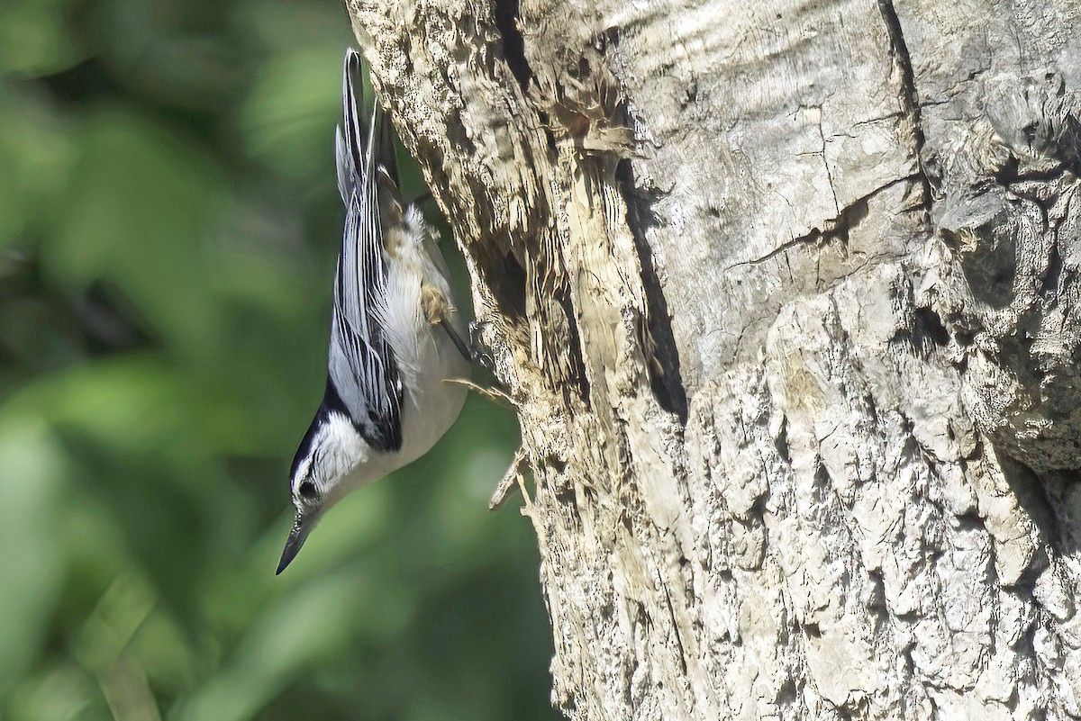 White-breasted Nuthatch - ML619620348