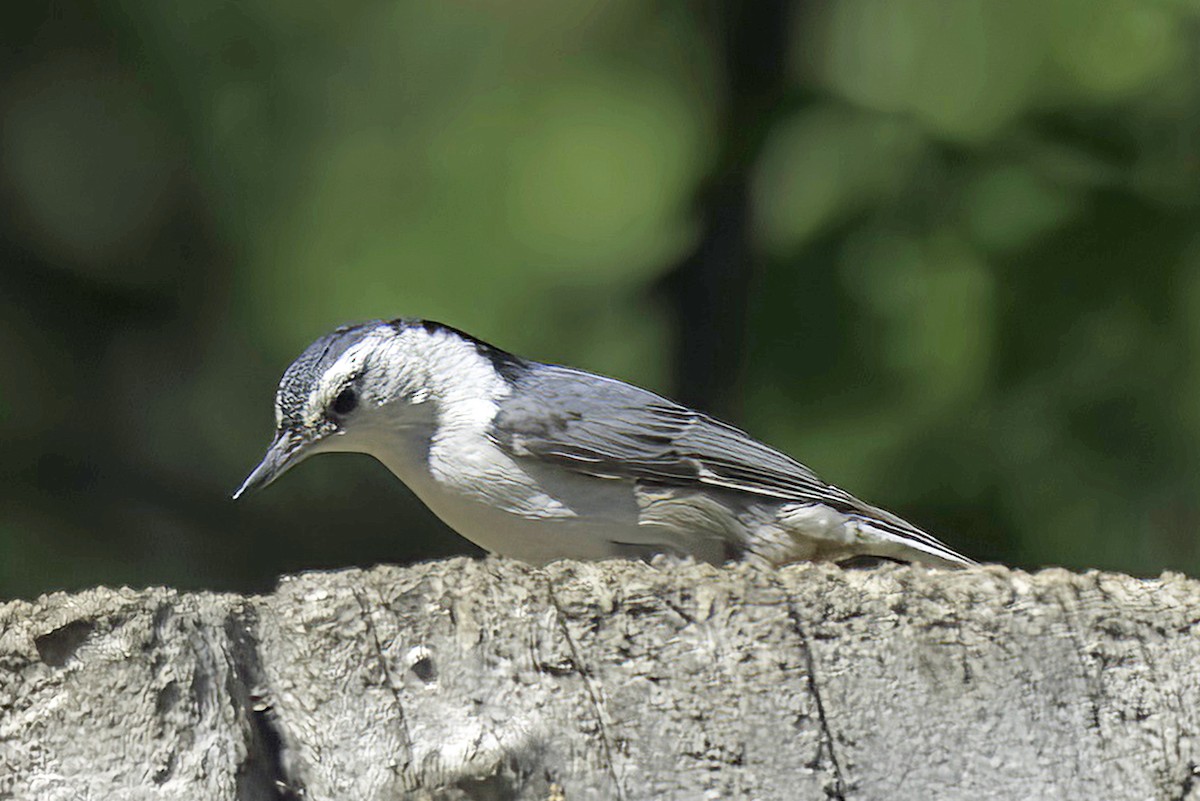 White-breasted Nuthatch - ML619620349