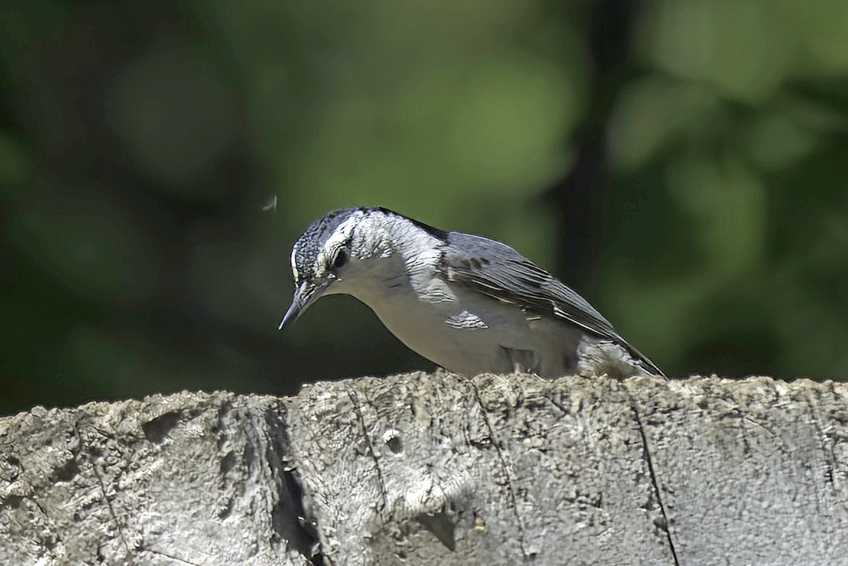 White-breasted Nuthatch - ML619620350