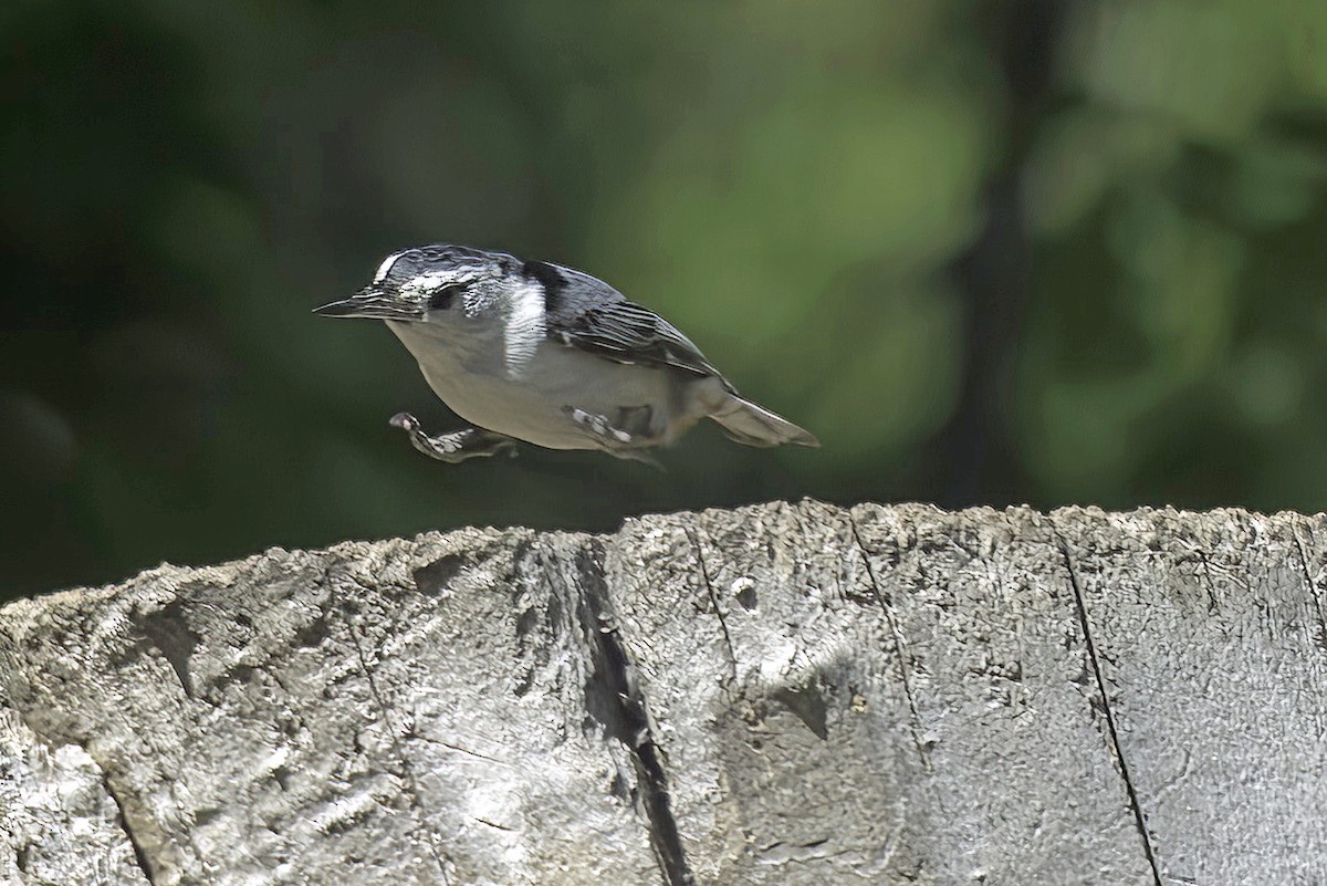 White-breasted Nuthatch - ML619620353