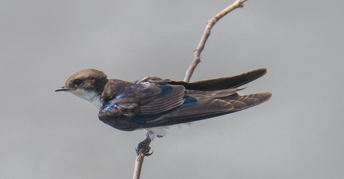 Wire-tailed Swallow - ML619620354