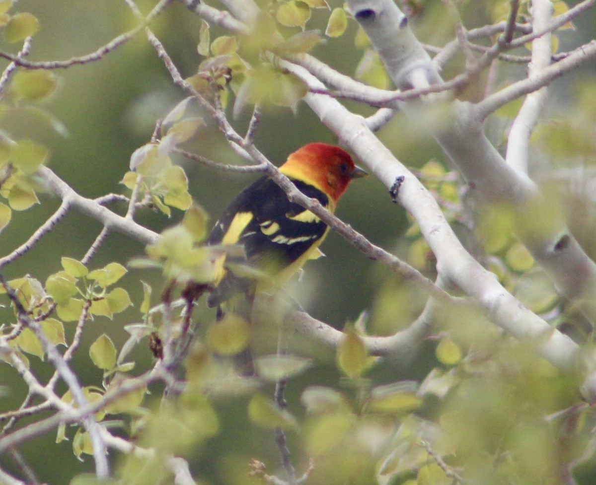 Western Tanager - ML619620361