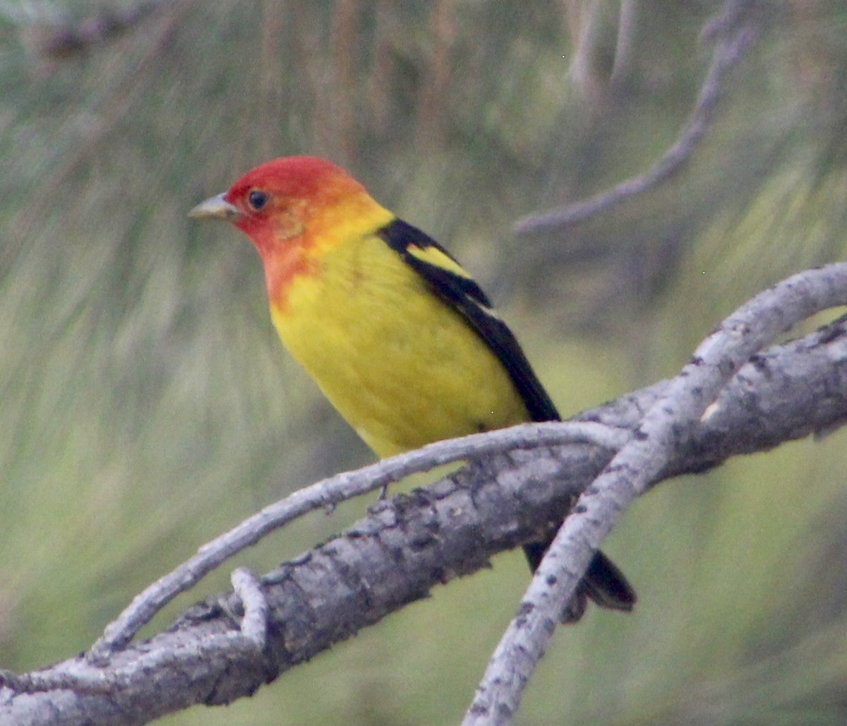 Western Tanager - ML619620362