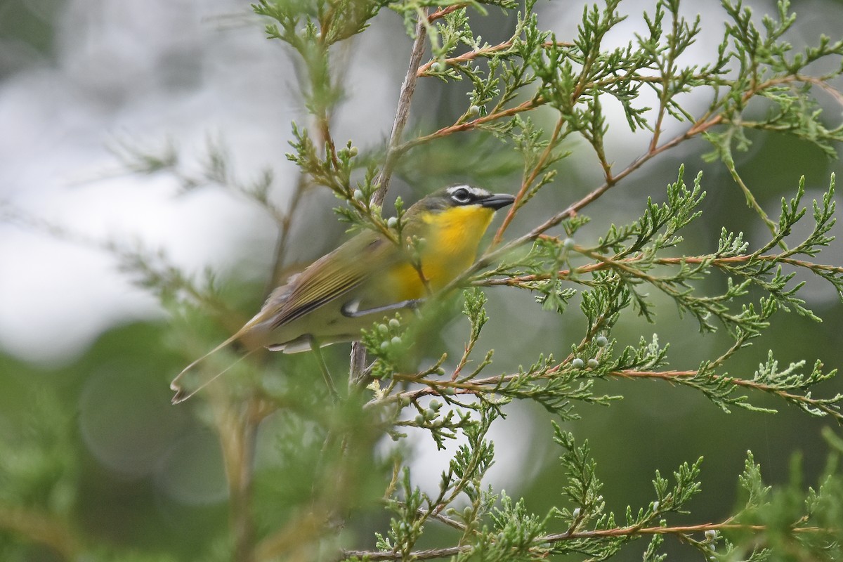 Yellow-breasted Chat - ML619620372