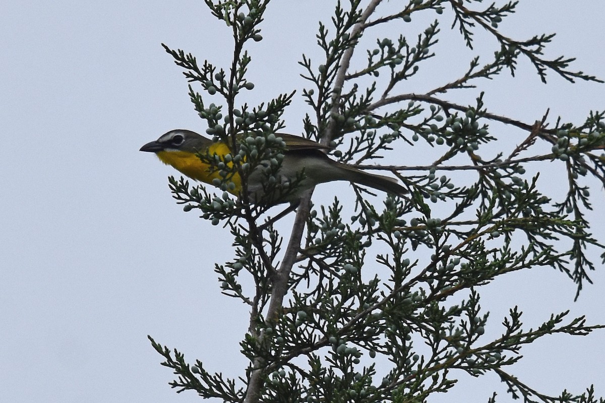 Yellow-breasted Chat - ML619620376
