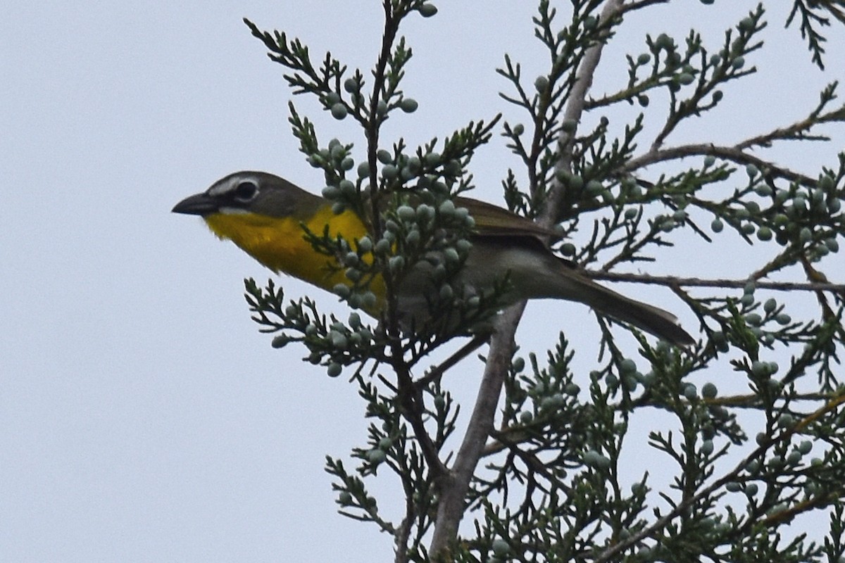 Yellow-breasted Chat - ML619620393