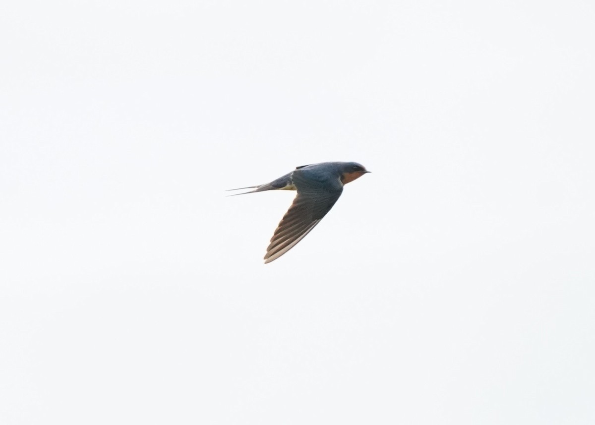 Barn Swallow - ML619620396