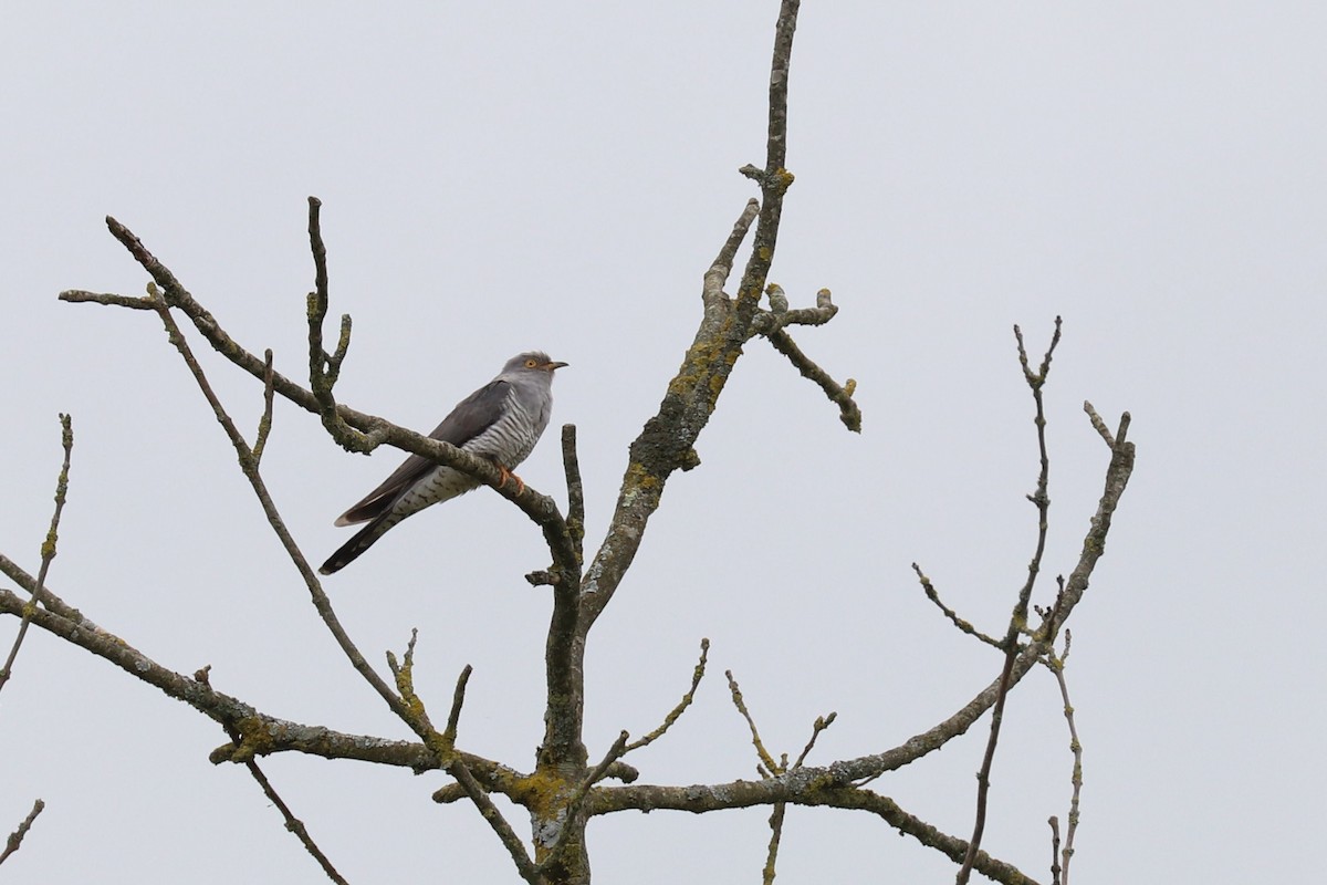 Common Cuckoo - ML619620413