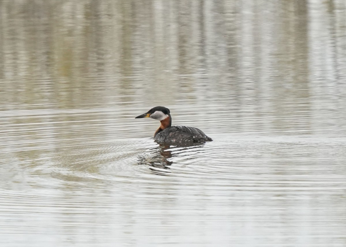 Red-necked Grebe - ML619620429