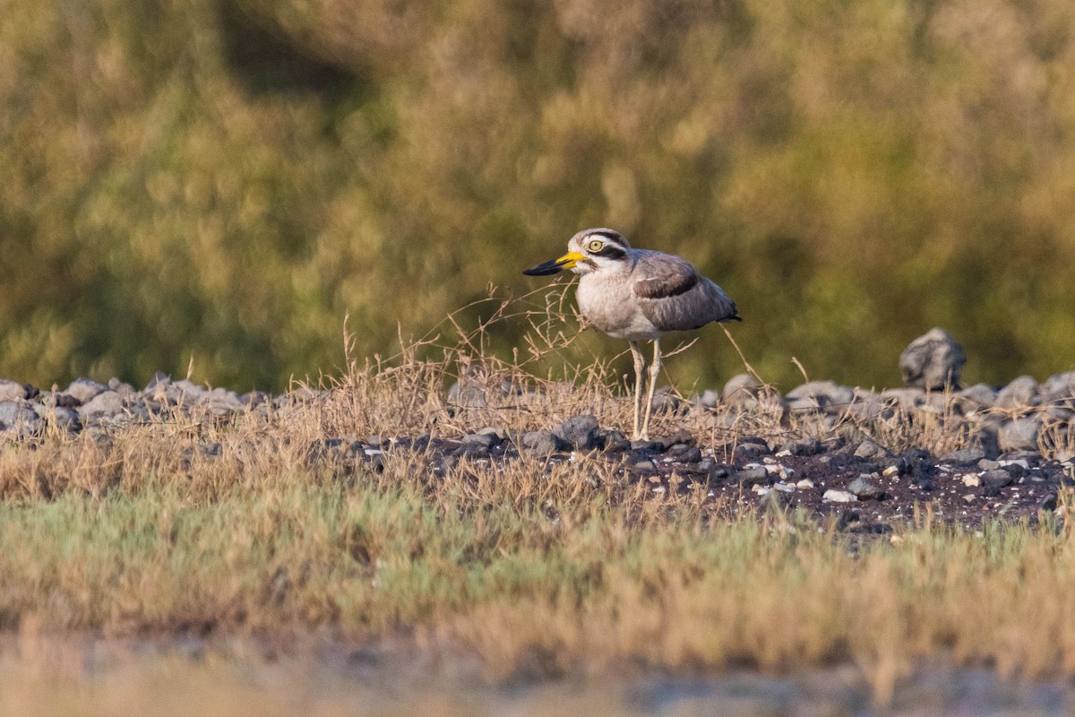 Great Thick-knee - ML619620437