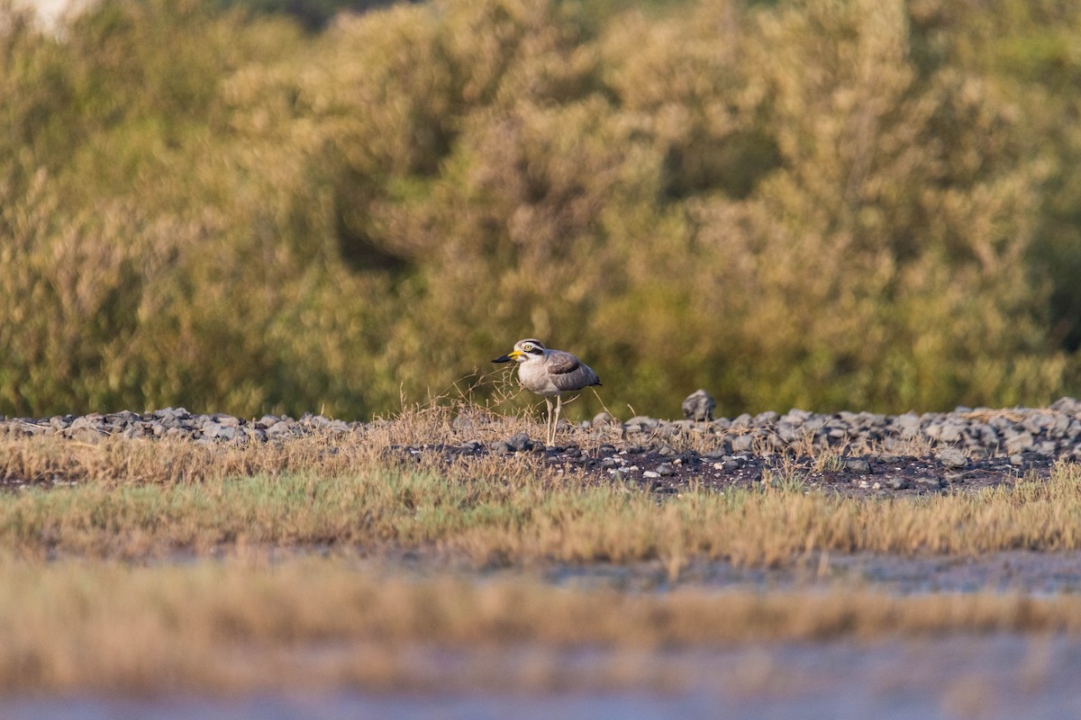 Great Thick-knee - ML619620439