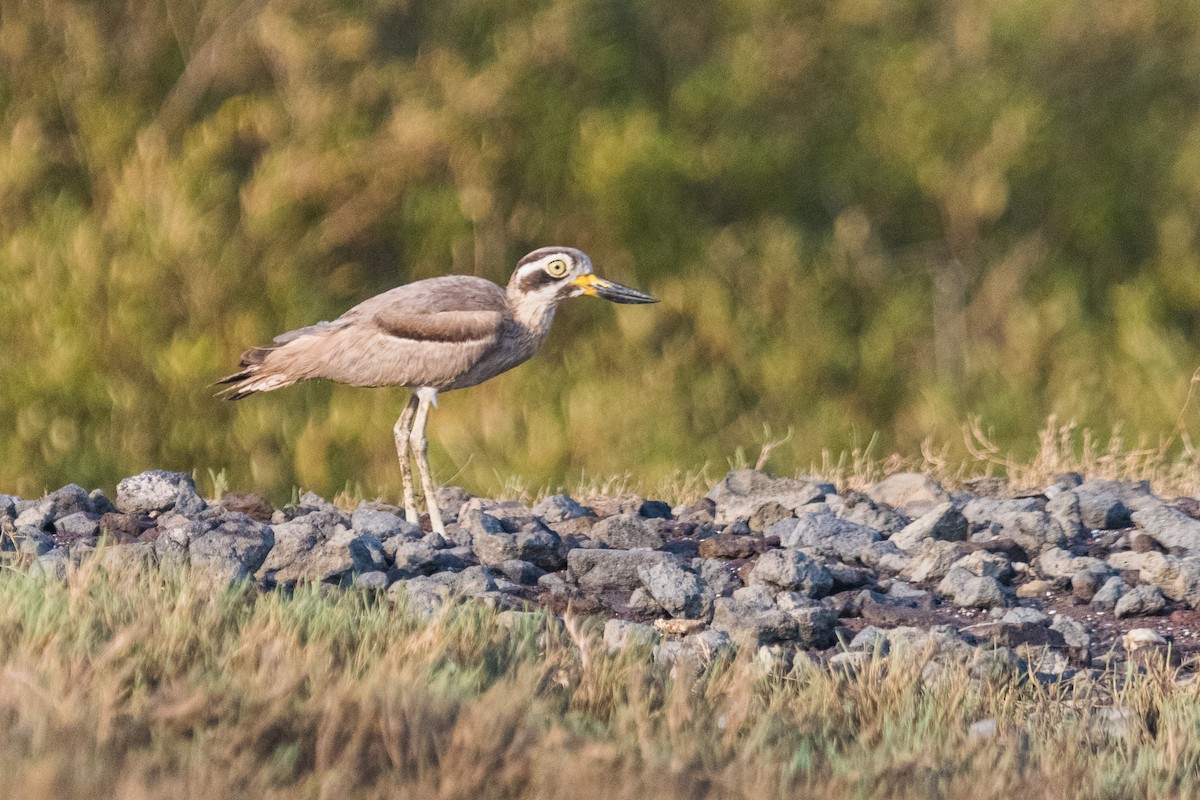 Great Thick-knee - ML619620440