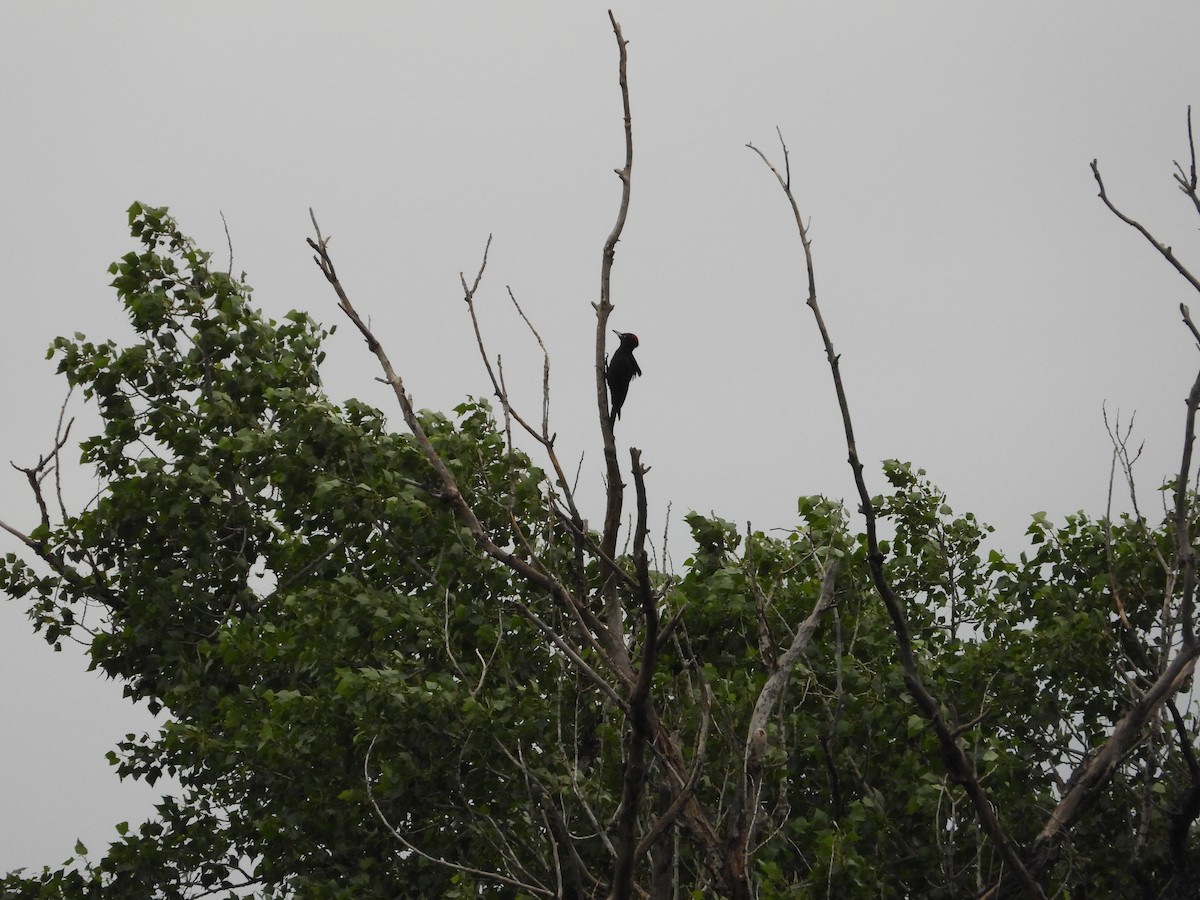 Black Woodpecker - ML619620442