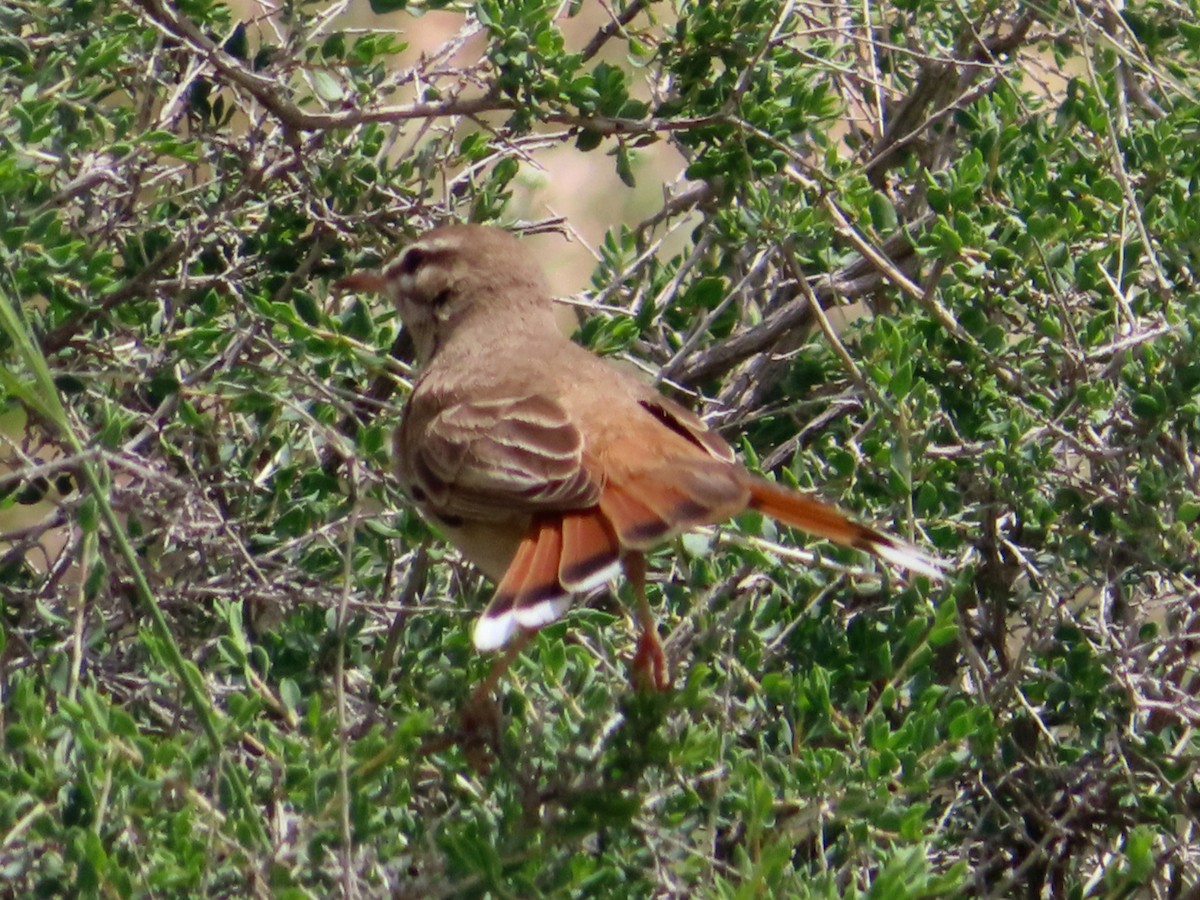 Rufous-tailed Scrub-Robin - ML619620449