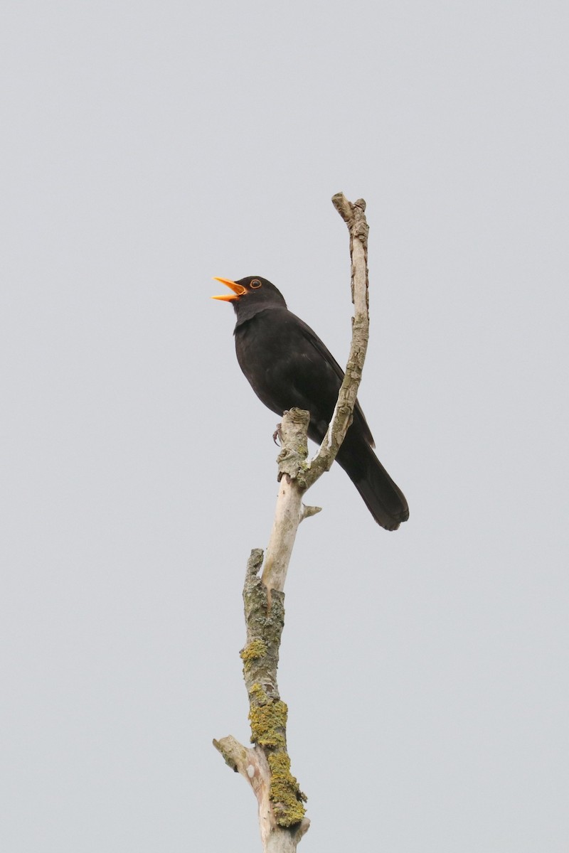 Eurasian Blackbird - ML619620450