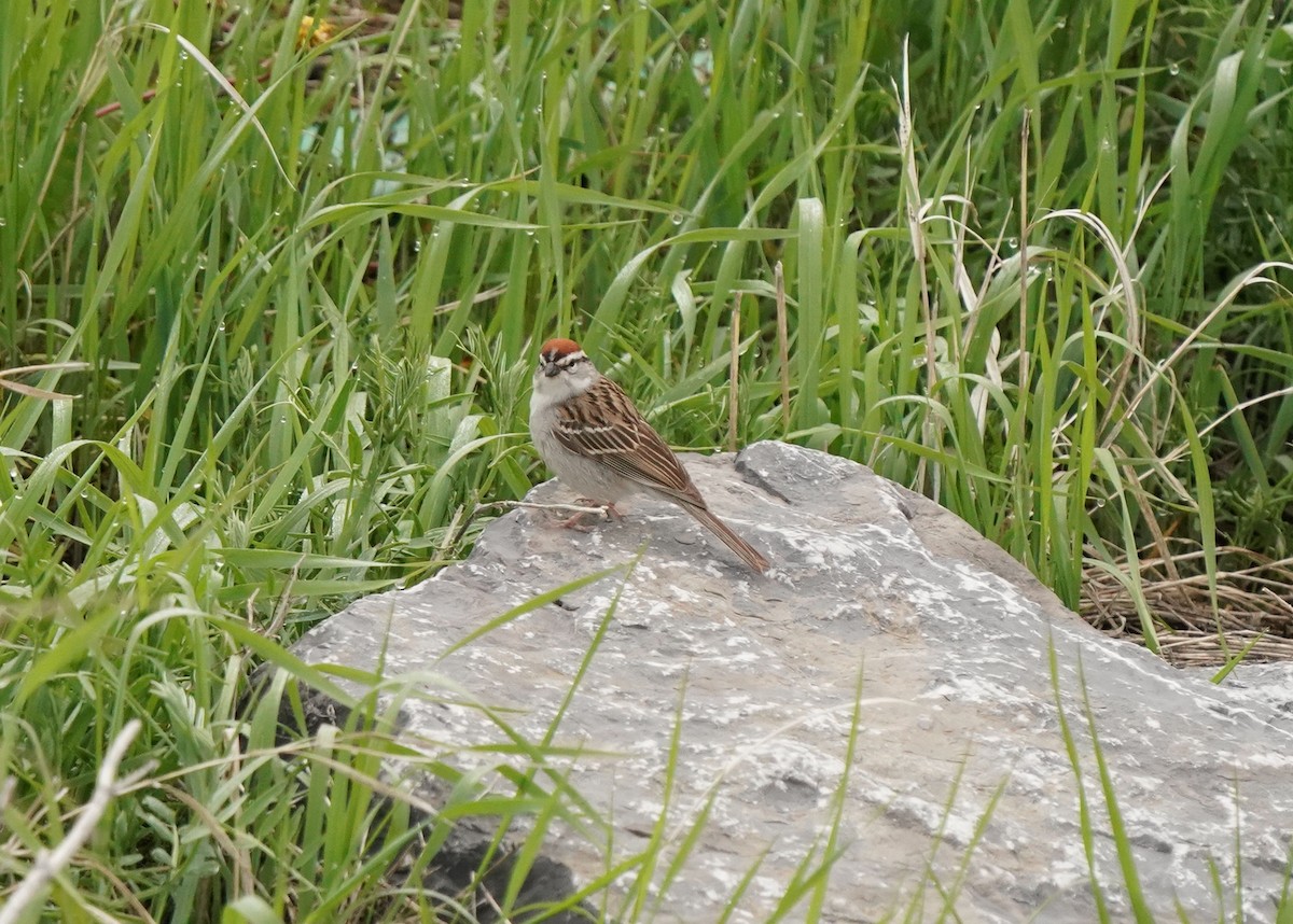 Chipping Sparrow - ML619620487